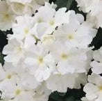 Verbena Obsession White - 10 seeds