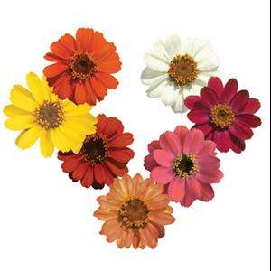 Zinnia Profusion Mix - 5 seeds