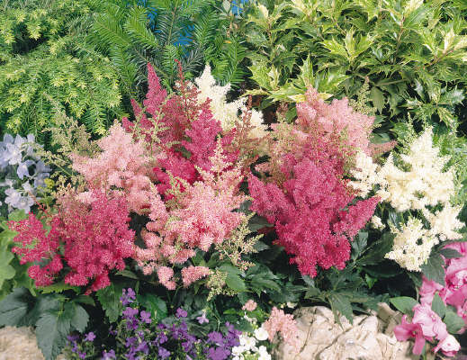 Astilbe Astary Mixed - 5 seeds
