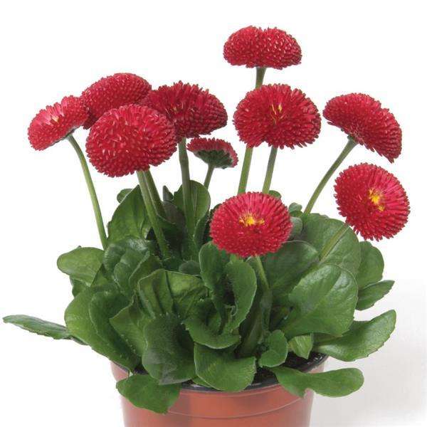 Bellis Bellisima Red  "English Daisy" - 10 seeds