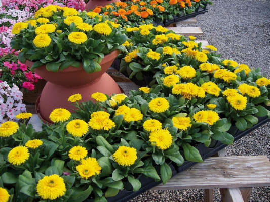 Calendula Bon Bon Yellow - 10 seeds
