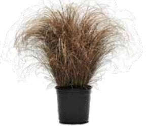 Carex Bronco - Leatherleaf Sedge - 5 seeds