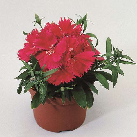 Dianthus Diana Rose - 10 seeds