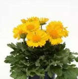 Gaillardia Mesa Yellow- Perennial Flower - 5 Seeds