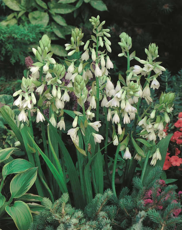 Galtonia candicans- Flower Bulbs (Not Seeds) - 7 bulbs