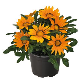 Gazania Zany Orange - 5 seeds
