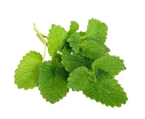 Lemon Balm - Bulk Herb Seeds - 10 grams