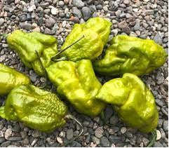 Mustard Moruga Brains X Gator Jigsaw - Capsicum Chinense - Chilli Pepper - 5 Seeds