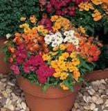 Nemesia Sundrops Mix - 10 seeds