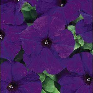 Petunia Dreams Midnight - 10 seeds