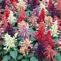 Salvia Reddy Formula Mix - 10 seeds