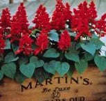 Salvia Vista Red - 10 seeds