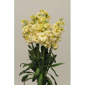 Stocks Katz Yellow - 10 seeds
