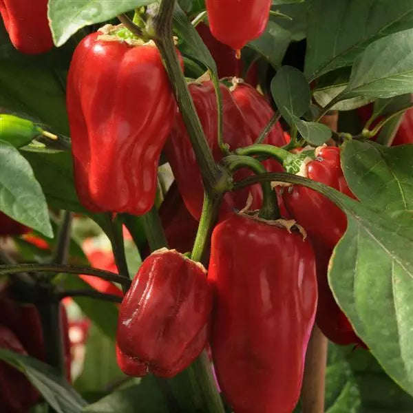 Capsicum Sweet Heat  Pepper - Capsicum Annuum - 5 seeds