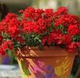 Verbena Quartz Scarlet Xp - 10 seeds
