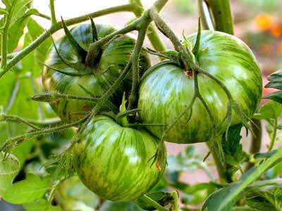 Green Zebra Tomato  - Lycopersicon Esculentum - 10 Seeds - ORGANIC