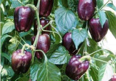 Purple Beauty Sweet Bell Pepper - Capsicum Annuum - Seeds - 50 Seeds