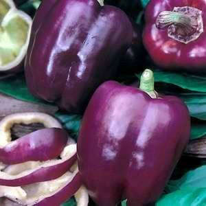 Purple Beauty Sweet Bell Pepper - Capsicum Annuum - Seeds - 50 Seeds