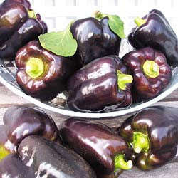 Purple Beauty Sweet Bell Pepper - Capsicum Annuum - Seeds - 50 Seeds
