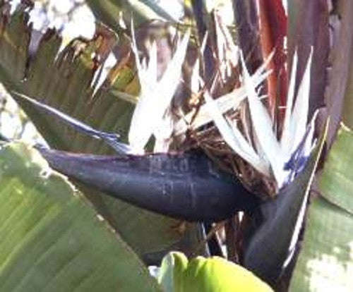 Corporate Gifting Seeds - Great White Tree Strelitzia - Strelitzia Nicolai - Indigenous South Afr...