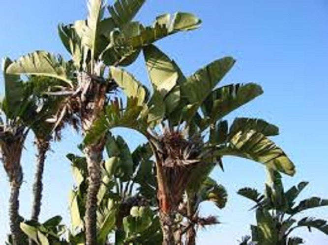 Corporate Gifting Seeds - Great White Tree Strelitzia - Strelitzia Nicolai - Indigenous South Afr...