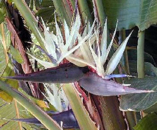 Corporate Gifting Seeds - Great White Tree Strelitzia - Strelitzia Nicolai - Indigenous South Afr...
