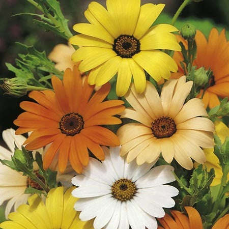 Corporate Gifting Seeds - Mixe... - Self Pack Option - 2 000 Seeds - 20 Gift / Give-away x 100 Seeds