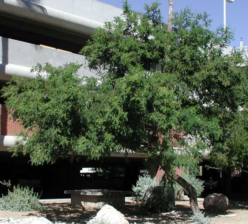 Senegalia / Acacia caffra - Cat Thorn Tree - Indigenous South African Tree - 10 Seeds