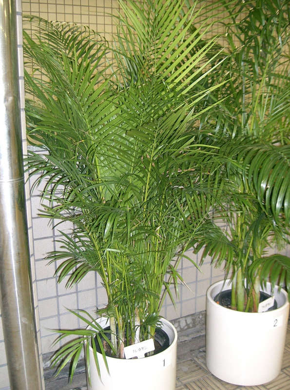 Areca Palm / Butterfly Palm - Dypsis Lutescens - Exotic Palm - 5 Seeds