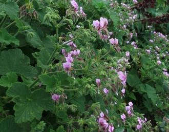 Pelargonium Papilionaceum - Butterfly Pelargonium - Indigenous South African Shrub - 5 Seeds