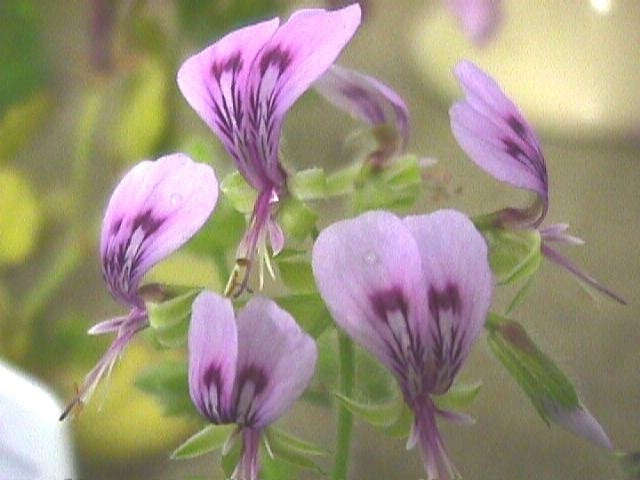 Pelargonium Papilionaceum - Butterfly Pelargonium - Indigenous South African Shrub - 5 Seeds