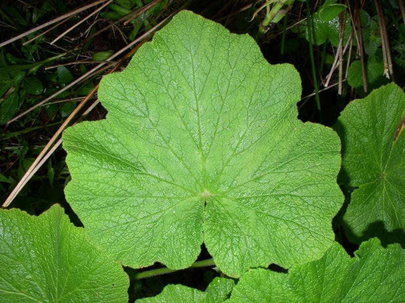 Pelargonium Papilionaceum - Butterfly Pelargonium - Indigenous South African Shrub - 5 Seeds