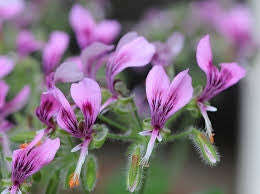 Pelargonium Papilionaceum - Butterfly Pelargonium - Indigenous South African Shrub - 5 Seeds