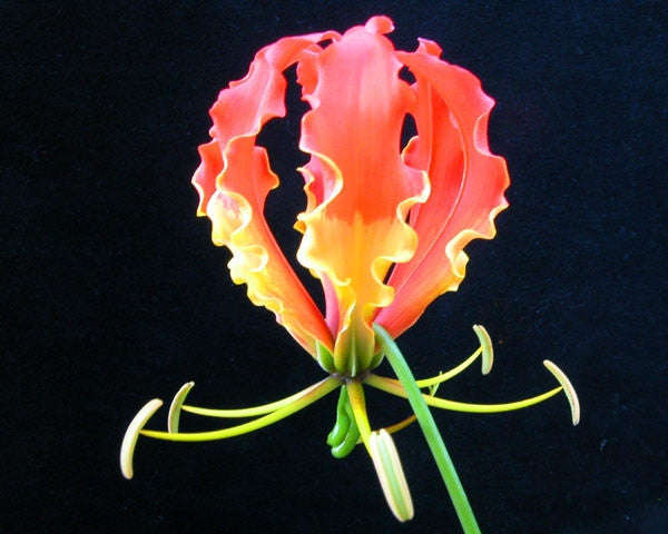 Gloriosa Superba - Flame Lily - Zimbabwean Bulb - 15 Seeds