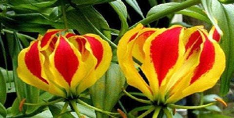 Gloriosa Superba - Flame Lily - Zimbabwean Bulb - 15 Seeds