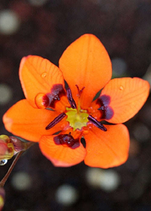 Tritonia Deusta - Indigenous South African Bulb - 10 Seeds