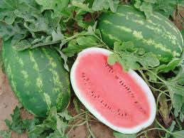 All Sweet Watermelon - ORGANIC - Citrullus Lanatus - Fruit - 15 Seeds