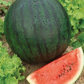 Sugar Baby Watermelon - ORGANIC - Citrullus Lanatus - Vegetable / Fruit - 20 Seeds