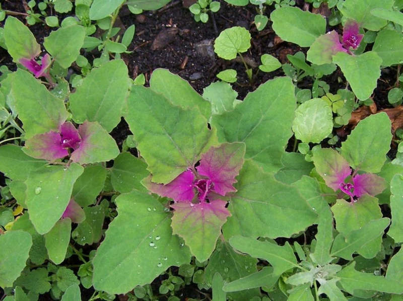 Lambsquarters- Chenopodium Album - White Goose foot - Exotic Indian Vegetable - 20 Seeds
