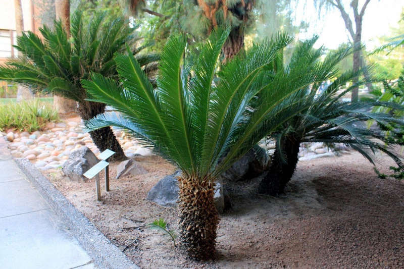 Cycas Revoluta - Sago Cycad / Sago Palm - 5 Seeds