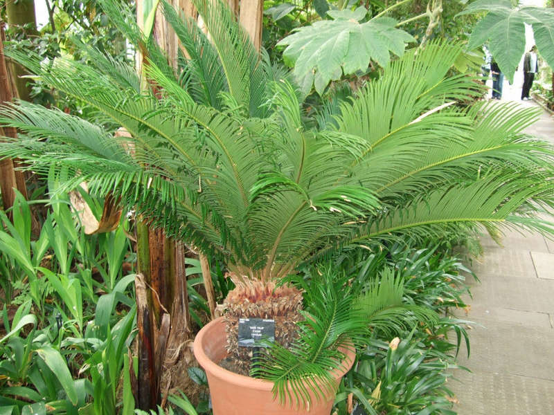 Cycas Revoluta - Sago Cycad / Sago Palm - 5 Seeds