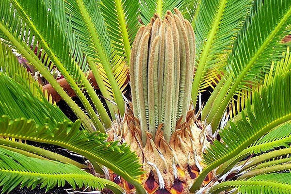 Cycas Revoluta - Sago Cycad / Sago Palm - 5 Seeds