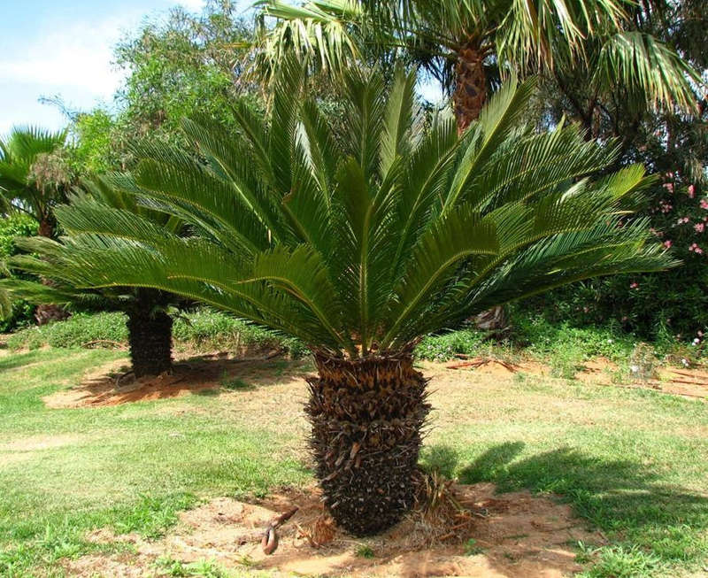 Cycas Revoluta - Sago Cycad / Sago Palm - 5 Seeds