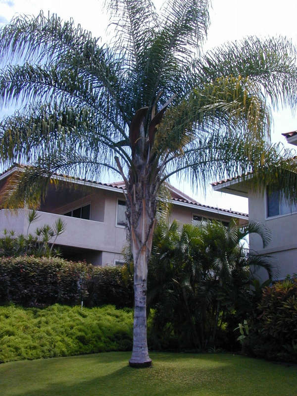 Coco Palm / Queen Palm - Syagrus Romanzofiana  - Exotic Palm - 10 Seeds