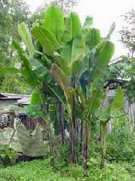Musa Sikkimensis - Darjeeling Banana - Ornamental Fruit - 5 Seeds