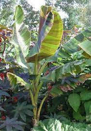 Musa Sikkimensis - Darjeeling Banana - Ornamental Fruit - 5 Seeds