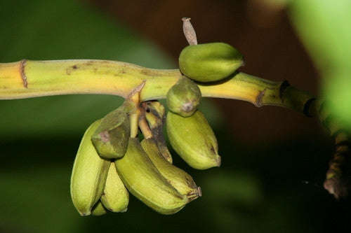 Musa Sikkimensis - Darjeeling Banana - Ornamental Fruit - 5 Seeds