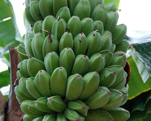 Musa Sikkimensis - Darjeeling Banana - Ornamental Fruit - 5 Seeds