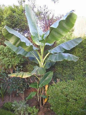Musa Sikkimensis - Darjeeling Banana - Ornamental Fruit - 5 Seeds
