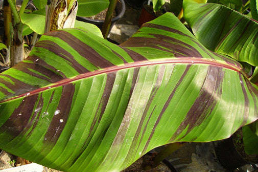 Musa Sikkimensis Red Tiger - Red Tiger Darjeeling Banana - Ornamental Fruit - 5 Seeds